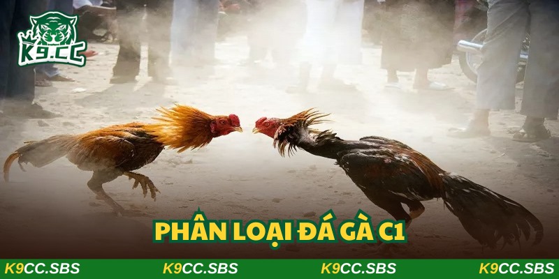 Khám phá các loại hình chọi kê thú vị nhất mọi thời đại