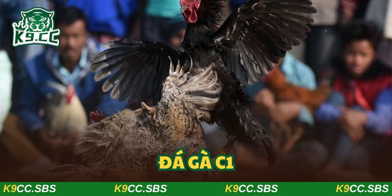 Đá gà C1