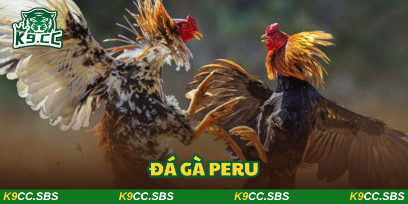 Đá gà Peru
